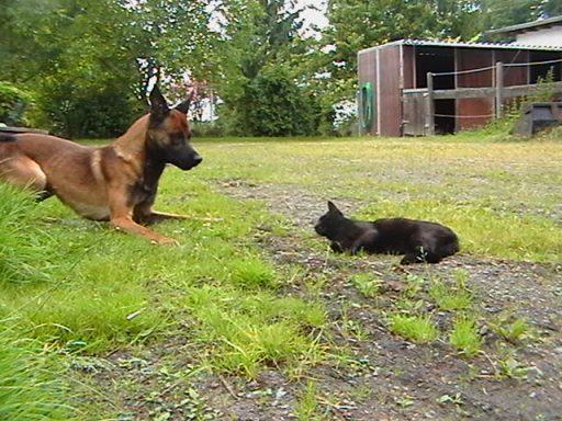 Ein Hund liegt im Gras und beobachtet eine schwarze Katze, die am Boden sitzt.