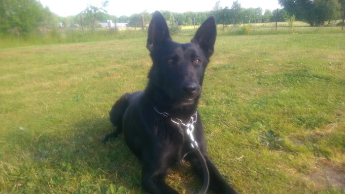 Schwarzer Hund liegt entspannt auf grünem Gras in einer offenen Landschaft.