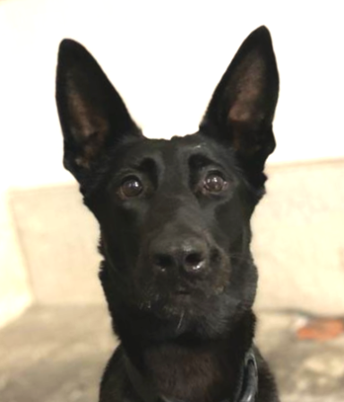 Schwarzer Hund mit großen Ohren und aufmerksamem Blick.