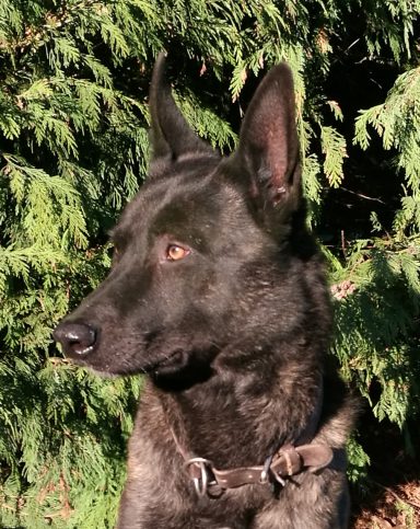 Schäferhund mit schwarzem Fell steht vor grünen Bäumen.