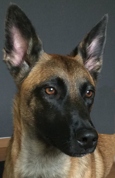 Braun-schwarz gefleckter Hund mit aufmerksamem Blick und aufrecht stehenden Ohren.