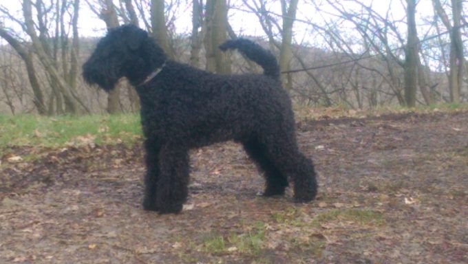 Schwarzer Hund mit lockigem Fell, steht in einem Waldgebiet.