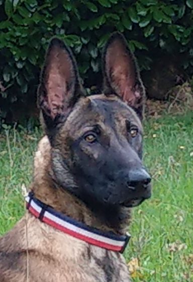 Ein belgischer Malinois mit aufmerksamen Ohren sitzt im Gras.