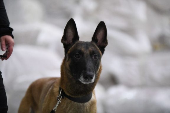 Ein belgischer Malinois-Hund mit aufmerksamen Ohren steht vor einem verschwommenen Hintergrund.