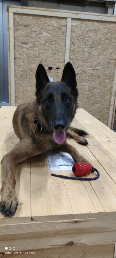 Ein belgischer Schäferhund liegt auf einem Holztisch mit einem Spielzeug.