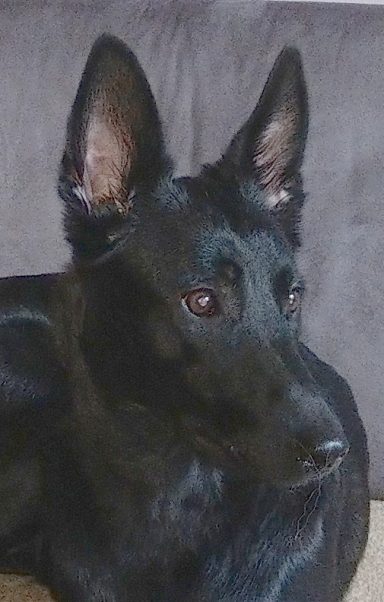 Schwarzer Hund mit aufmerksamen Ohren, sitzend auf einer Couch.