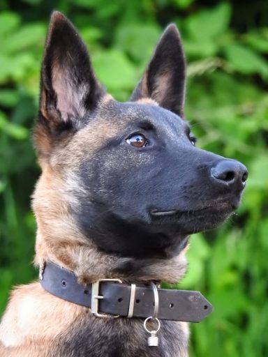 Ein aufmerksam blickender Malinois-Hund mit schwarzem Gesicht und braunem Fell.