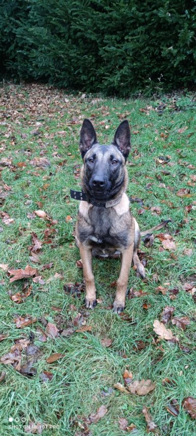 Brauner Hund mit aufrechten Ohren sitzt auf grünem Gras zwischen herabgefallenem Laub.