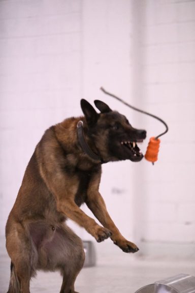 Ein Hund springt, um ein Spielzeug zu fangen.
