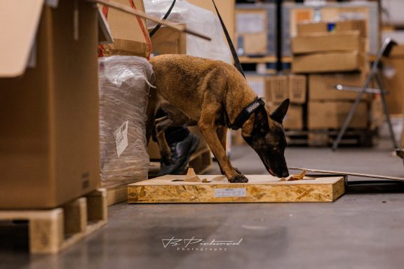 Ein Hund schnüffelt neugierig auf einer Holzplatte in einem Lagerraum.